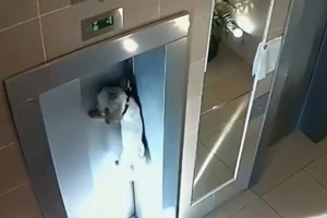 سگ نجات یافته از حادثه مرگبار آسانسور